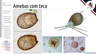 Prof. Kyoshi Beraldo
©
Amebas com teca
#07
Protozoário
Protoctista
Eukarya
Caracteriz.
Definição
Ecologia
Economia
Diversidad.
Amebas
Radiolári.
Foraminif
Esporozo.
Ciliados
Flagelad,
Doenças
Amebías.
Leishm.
Chagas
Malária
 