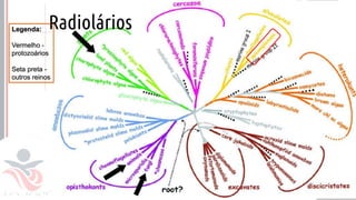 Prof. Kyoshi Beraldo
©
• a
Radiolários
 