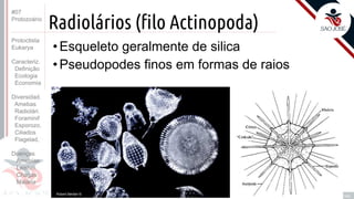 Prof. Kyoshi Beraldo
©
Radiolários (filo Actinopoda)
• Esqueleto geralmente de silica
• Pseudopodes finos em formas de raios
#07
Protozoário
Protoctista
Eukarya
Caracteriz.
Definição
Ecologia
Economia
Diversidad.
Amebas
Radiolári.
Foraminif
Esporozo.
Ciliados
Flagelad,
Doenças
Amebías.
Leishm.
Chagas
Malária
 