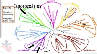 Prof. Kyoshi Beraldo
©
• a
Esporozoários
 
