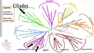 Prof. Kyoshi Beraldo
©
• a
Ciliados
 