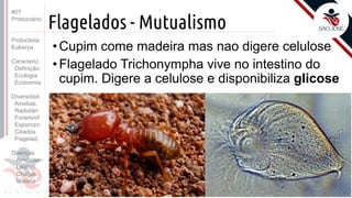 Prof. Kyoshi Beraldo
©
Flagelados - Mutualismo
• Cupim come madeira mas nao digere celulose
• Flagelado Trichonympha vive no intestino do
cupim. Digere a celulose e disponibiliza glicose
#07
Protozoário
Protoctista
Eukarya
Caracteriz.
Definição
Ecologia
Economia
Diversidad.
Amebas
Radiolári.
Foraminif
Esporozo.
Ciliados
Flagelad,
Doenças
Amebías.
Leishm.
Chagas
Malária
 