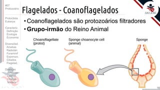 Prof. Kyoshi Beraldo
©
Flagelados - Coanoflagelados
• Coanoflagelados são protozoários filtradores
• Grupo-irmão do Reino Animal
#07
Protozoário
Protoctista
Eukarya
Caracteriz.
Definição
Ecologia
Economia
Diversidad.
Amebas
Radiolári.
Foraminif
Esporozo.
Ciliados
Flagelad,
Doenças
Amebías.
Leishm.
Chagas
Malária
 
