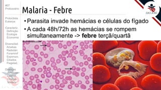 Prof. Kyoshi Beraldo
©
Malaria - Febre
• Parasita invade hemácias e células do fígado
• A cada 48h/72h as hemácias se rompem
simultaneamente -> febre terçã/quartã
#07
Protozoário
Protoctista
Eukarya
Caracteriz.
Definição
Ecologia
Economia
Diversidad.
Amebas
Radiolári.
Foraminif
Esporozo.
Ciliados
Flagelad,
Doenças
Amebías.
Leishm.
Chagas
Malária
 
