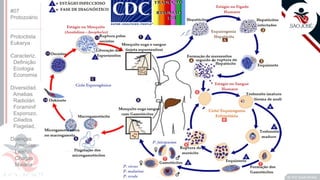Prof. Kyoshi Beraldo
©
#07
Protozoário
Protoctista
Eukarya
Caracteriz.
Definição
Ecologia
Economia
Diversidad.
Amebas
Radiolári.
Foraminif
Esporozo.
Ciliados
Flagelad,
Doenças
Amebías.
Leishm.
Chagas
Malária
 
