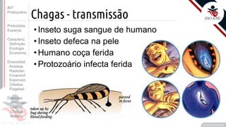 Prof. Kyoshi Beraldo
©
Chagas - transmissão
• Inseto suga sangue de humano
• Inseto defeca na pele
• Humano coça ferida
• Protozoário infecta ferida
#07
Protozoário
Protoctista
Eukarya
Caracteriz.
Definição
Ecologia
Economia
Diversidad.
Amebas
Radiolári.
Foraminif
Esporozo.
Ciliados
Flagelad,
Doenças
Amebías.
Leishm.
Chagas
Malária
 