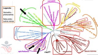 Prof. Kyoshi Beraldo
©
• a
 