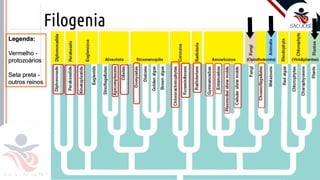 Prof. Kyoshi Beraldo
©
Filogenia
 