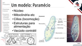 Prof. Kyoshi Beraldo
©
Um modelo: Paramécio
• Núcleo
• Mitocôndria etc
• Cílios (locomoção)
• Estruturas para
alimentação
• Vacúolo contrátil
#07
Protozoário
Protoctista
Eukarya
Caracteriz.
Definição
Ecologia
Economia
Diversidad.
Amebas
Radiolári.
Foraminif
Esporozo.
Ciliados
Flagelad,
 