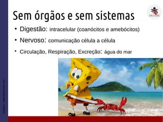 Sem órgãos e sem sistemas
Imagem:wallpapershome.com
●
Digestão: intracelular (coanócitos e amebócitos)
●
Nervoso: comunicação célula a célula
●
Circulação, Respiração, Excreção: água do mar
 