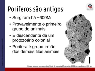 Poríferos são antigos
Imagem:http://www.poriferabrasil.mn.ufrj.br
Otavia antiqua, o mais antigo fóssil de esponja (Brain et al. 2012). A escala tem 100 µm
● Surgiram há ~600Mi
● Provavelmente o primeiro
grupo de animais
● É descendente de um
protozoário colonial
● Porifera é grupo-irmão
dos demais filos animais
 
