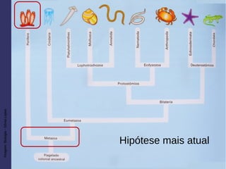 Imagem:Biologia-SôniaLopes
Hipótese mais atual
 