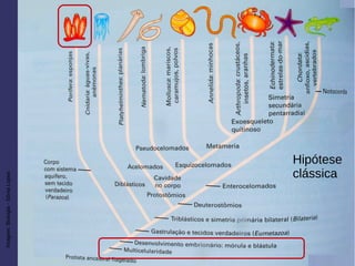 Imagem:Biologia-SôniaLopes
Hipótese
clássica
 