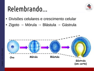 Relembrando...
● Divisões celulares e crescimento celular
● Zigoto → Mórula → Blástula → Gástrula
Imagem:LivroSôniaLopes
 