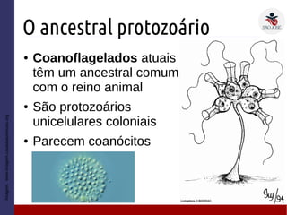 O ancestral protozoário
● Coanoflagelados atuais
têm um ancestral comum
com o reino animal
● São protozoários
unicelulares coloniais
● Parecem coanócitos
Imagem:www.imagem.casadasciencias.org
 