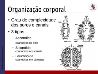 Organização corporal
● Grau de complexidade
dos poros e canais
● 3 tipos
– Asconóide
coanócitos no átrio
– Siconóide
coanócitos nos canais
– Leuconóide
coanócitos em câmaras
Imagem:lifebiologia.blogspot.com
 