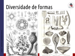 Diversidade de formas
● Ds
– D
Imagem:wikimedia.org/wikipedia/commons
 