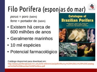 Filo Porifera (esponjas do mar)
porus = poro (latim)
ferre = portador de (latim)
● Existem há cerca de
600 milhões de anos
● Geralmente marinhos
● 10 mil espécies
● Potencial farmacológico
Catálogo disponível para download em:
http://www.poriferabrasil.mn.ufrj.br/6-referencias/pdfs/Muricy%20%2811%29%20Catalog
ue%20of%20Brazilian%20Porifera.pdf
 