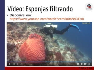 Vídeo: Esponjas filtrando
● Disponível em:
https://www.youtube.com/watch?v=m8a0oNsDEx8
●
5:26 a 8:10
 