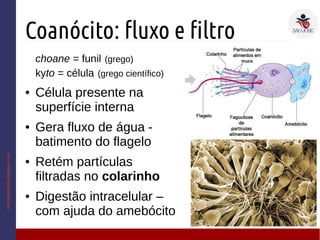 Coanócito: fluxo e filtro
choane = funil (grego)
kyto = célula (grego científico)
● Célula presente na
superfície interna
● Gera fluxo de água -
batimento do flagelo
● Retém partículas
filtradas no colarinho
● Digestão intracelular –
com ajuda do amebócito
cienciasdejoseleg.blogspot.com
 
