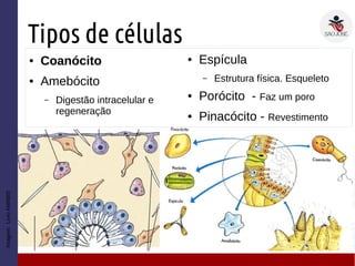 Tipos de células
● Coanócito
● Amebócito
– Digestão intracelular e
regeneração
Imagem:LivroAMABIS
● Espícula
– Estrutura física. Esqueleto
● Porócito - Faz um poro
● Pinacócito - Revestimento
 