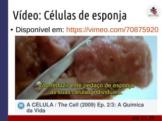 Vídeo: Células de esponja
● Disponível em: https://vimeo.com/70875920
até 01:38
 