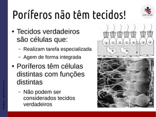Poríferos não têm tecidos!
● Tecidos verdadeiros
são células que:
– Realizam tarefa especializada
– Agem de forma integrada
● Poríferos têm células
distintas com funções
distintas
– Não podem ser
considerados tecidos
verdadeiros
Imagem:pigeonchess.com
 