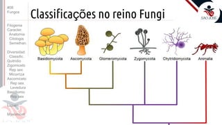 Prof. Kyoshi Beraldo
©
Classificações no reino Fungi
#08
Fungos
Filogenia
Caracter.
Anatomia
Citologia
Semelhan.
Diversidad.
Classific.
Quitridio
Zigomiceto
Rep sex
Micorriza
Ascomiceto
Rep sex
Levedura
Basidiomic
Rep sex
Líquen
Myxomicot
 