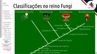 Prof. Kyoshi Beraldo
©
Classificações no reino Fungi
#08
Fungos
Filogenia
Caracter.
Anatomia
Citologia
Semelhan.
Diversidad.
Classific.
Quitridio
Zigomiceto
Rep sex
Micorriza
Ascomiceto
Rep sex
Levedura
Basidiomic
Rep sex
Líquen
Myxomicot
 