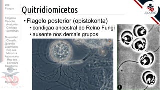 Prof. Kyoshi Beraldo
©
Quitridiomicetos
• Flagelo posterior (opistokonta)
• condição ancestral do Reino Fungi
• ausente nos demais grupos
#08
Fungos
Filogenia
Caracter.
Anatomia
Citologia
Semelhan.
Diversidad.
Classific.
Quitridio
Zigomiceto
Rep sex
Micorriza
Ascomiceto
Rep sex
Levedura
Basidiomic
Rep sex
Líquen
Myxomicot
 