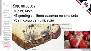 Prof. Kyoshi Beraldo
©
Zigomicetos
• Bolor, Mofo
• Esporângio - libera esporos no ambiente
• Sem corpo de frutificação
#08
Fungos
Filogenia
Caracter.
Anatomia
Citologia
Semelhan.
Diversidad.
Classific.
Quitridio
Zigomiceto
Rep sex
Micorriza
Ascomiceto
Rep sex
Levedura
Basidiomic
Rep sex
Líquen
Myxomicot
 