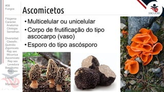 Prof. Kyoshi Beraldo
©
Ascomicetos
• Multicelular ou unicelular
• Corpo de frutificação do tipo
ascocarpo (vaso)
• Esporo do tipo ascósporo
#08
Fungos
Filogenia
Caracter.
Anatomia
Citologia
Semelhan.
Diversidad.
Classific.
Quitridio
Zigomiceto
Rep sex
Micorriza
Ascomiceto
Rep sex
Levedura
Basidiomic
Rep sex
Líquen
Myxomicot
 