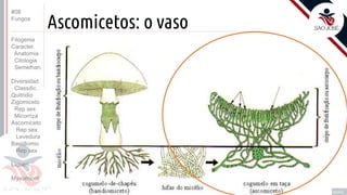 Prof. Kyoshi Beraldo
©
Ascomicetos: o vaso
#08
Fungos
Filogenia
Caracter.
Anatomia
Citologia
Semelhan.
Diversidad.
Classific.
Quitridio
Zigomiceto
Rep sex
Micorriza
Ascomiceto
Rep sex
Levedura
Basidiomic
Rep sex
Líquen
Myxomicot
 