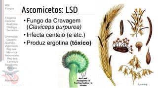 Prof. Kyoshi Beraldo
©
Ascomicetos: LSD
•Fungo da Cravagem
(Claviceps purpurea)
•Infecta centeio (e etc.)
•Produz ergotina (tóxico)
#08
Fungos
Filogenia
Caracter.
Anatomia
Citologia
Semelhan.
Diversidad.
Classific.
Quitridio
Zigomiceto
Rep sex
Micorriza
Ascomiceto
Rep sex
Levedura
Basidiomic
Rep sex
Líquen
Myxomicot
 