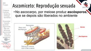 Prof. Kyoshi Beraldo
©
Ascomiceto: Reprodução sexuada
• No ascocarpo, por meiose produz ascósporos,
que se depois são liberados no ambiente
#08
Fungos
Filogenia
Caracter.
Anatomia
Citologia
Semelhan.
Diversidad.
Classific.
Quitridio
Zigomiceto
Rep sex
Micorriza
Ascomiceto
Rep sex
Levedura
Basidiomic
Rep sex
Líquen
Myxomicot
 
