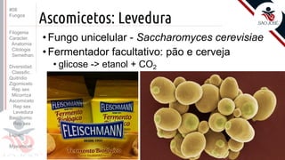 Prof. Kyoshi Beraldo
©
Ascomicetos: Levedura
• Fungo unicelular - Saccharomyces cerevisiae
• Fermentador facultativo: pão e cerveja
• glicose -> etanol + CO2
#08
Fungos
Filogenia
Caracter.
Anatomia
Citologia
Semelhan.
Diversidad.
Classific.
Quitridio
Zigomiceto
Rep sex
Micorriza
Ascomiceto
Rep sex
Levedura
Basidiomic
Rep sex
Líquen
Myxomicot
 