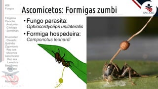 Prof. Kyoshi Beraldo
©
Ascomicetos: Formigas zumbi
• Fungo parasita:
Ophiocordyceps unilateralis
• Formiga hospedeira:
Camponotus leonardi
#08
Fungos
Filogenia
Caracter.
Anatomia
Citologia
Semelhan.
Diversidad.
Classific.
Quitridio
Zigomiceto
Rep sex
Micorriza
Ascomiceto
Rep sex
Levedura
Basidiomic
Rep sex
Líquen
Myxomicot
 