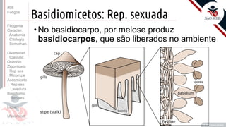 Prof. Kyoshi Beraldo
©
Basidiomicetos: Rep. sexuada
• No basidiocarpo, por meiose produz
basidiocarpos, que são liberados no ambiente
#08
Fungos
Filogenia
Caracter.
Anatomia
Citologia
Semelhan.
Diversidad.
Classific.
Quitridio
Zigomiceto
Rep sex
Micorriza
Ascomiceto
Rep sex
Levedura
Basidiomic
Rep sex
Líquen
Myxomicot
 