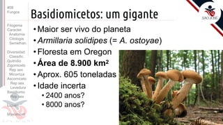 Prof. Kyoshi Beraldo
©
Basidiomicetos: um gigante
• Maior ser vivo do planeta
• Armillaria solidipes (= A. ostoyae)
• Floresta em Oregon
• Área de 8.900 km2
• Aprox. 605 toneladas
• Idade incerta
• 2400 anos?
• 8000 anos?
#08
Fungos
Filogenia
Caracter.
Anatomia
Citologia
Semelhan.
Diversidad.
Classific.
Quitridio
Zigomiceto
Rep sex
Micorriza
Ascomiceto
Rep sex
Levedura
Basidiomic
Rep sex
Líquen
Myxomicot
 