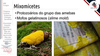 Prof. Kyoshi Beraldo
©
Mixomicetes
• Protozoários do grupo das amebas
• Mofos gelatinosos (slime mold)
#08
Fungos
Filogenia
Caracter.
Anatomia
Citologia
Semelhan.
Diversidad.
Classific.
Quitridio
Zigomiceto
Rep sex
Micorriza
Ascomiceto
Rep sex
Levedura
Basidiomic
Rep sex
Líquen
Myxomicot
 