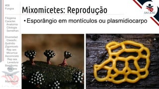Prof. Kyoshi Beraldo
©
Mixomicetes: Reprodução
• Esporângio em montículos ou plasmidiocarpo
#08
Fungos
Filogenia
Caracter.
Anatomia
Citologia
Semelhan.
Diversidad.
Classific.
Quitridio
Zigomiceto
Rep sex
Micorriza
Ascomiceto
Rep sex
Levedura
Basidiomic
Rep sex
Líquen
Myxomicot
 