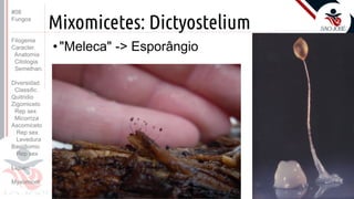 Prof. Kyoshi Beraldo
©
Mixomicetes: Dictyostelium
• "Meleca" -> Esporângio
#08
Fungos
Filogenia
Caracter.
Anatomia
Citologia
Semelhan.
Diversidad.
Classific.
Quitridio
Zigomiceto
Rep sex
Micorriza
Ascomiceto
Rep sex
Levedura
Basidiomic
Rep sex
Líquen
Myxomicot
 