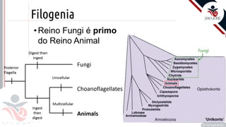 Prof. Kyoshi Beraldo
©
Filogenia
•Reino Fungi é primo
do Reino Animal
 