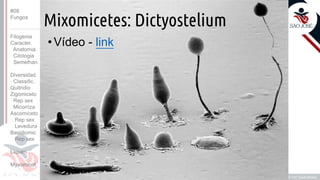 Prof. Kyoshi Beraldo
©
Mixomicetes: Dictyostelium
• Vídeo - link
#08
Fungos
Filogenia
Caracter.
Anatomia
Citologia
Semelhan.
Diversidad.
Classific.
Quitridio
Zigomiceto
Rep sex
Micorriza
Ascomiceto
Rep sex
Levedura
Basidiomic
Rep sex
Líquen
Myxomicot
 