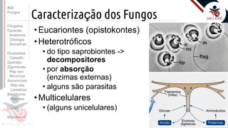 Prof. Kyoshi Beraldo
©
Caracterização dos Fungos
•Eucariontes (opistokontes)
•Heterotróficos
• do tipo saprobiontes ->
decompositores
• por absorção
(enzimas externas)
• alguns são parasitas
•Multicelulares
• (alguns unicelulares)
#08
Fungos
Filogenia
Caracter.
Anatomia
Citologia
Semelhan.
Diversidad.
Classific.
Quitridio
Zigomiceto
Rep sex
Micorriza
Ascomiceto
Rep sex
Levedura
Basidiomic
Rep sex
Líquen
Myxomicot
 