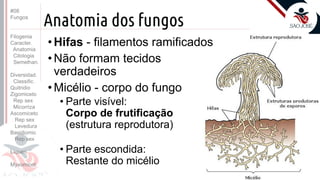 Prof. Kyoshi Beraldo
©
Anatomia dos fungos
•Hifas - filamentos ramificados
•Não formam tecidos
verdadeiros
•Micélio - corpo do fungo
• Parte visível:
Corpo de frutificação
(estrutura reprodutora)
• Parte escondida:
Restante do micélio
#08
Fungos
Filogenia
Caracter.
Anatomia
Citologia
Semelhan.
Diversidad.
Classific.
Quitridio
Zigomiceto
Rep sex
Micorriza
Ascomiceto
Rep sex
Levedura
Basidiomic
Rep sex
Líquen
Myxomicot
 