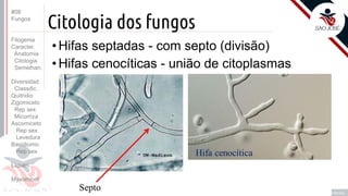 Prof. Kyoshi Beraldo
©
Citologia dos fungos
• Hifas septadas - com septo (divisão)
• Hifas cenocíticas - união de citoplasmas
#08
Fungos
Filogenia
Caracter.
Anatomia
Citologia
Semelhan.
Diversidad.
Classific.
Quitridio
Zigomiceto
Rep sex
Micorriza
Ascomiceto
Rep sex
Levedura
Basidiomic
Rep sex
Líquen
Myxomicot
 