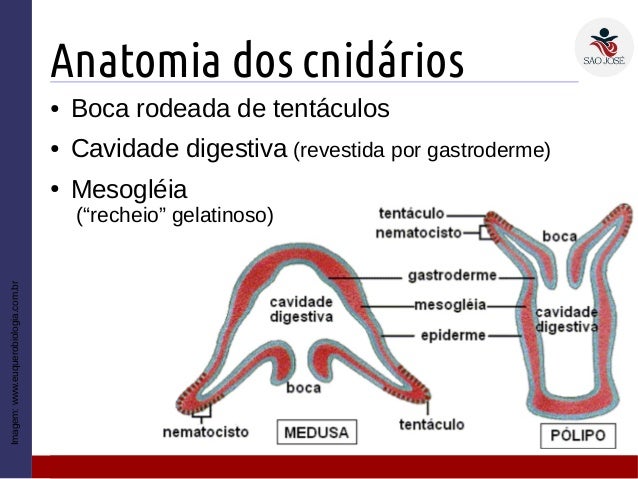 Resultado de imagem para cnidarios