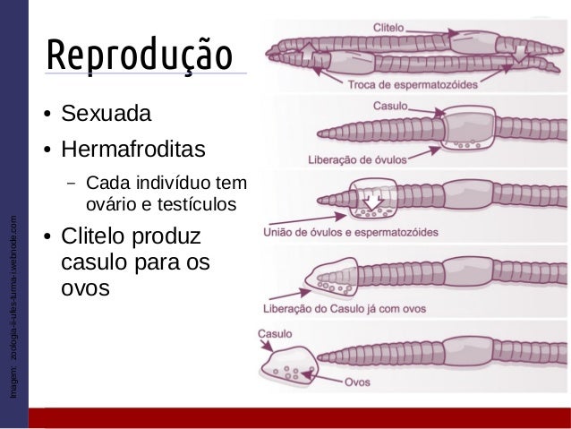 Imagem relacionada