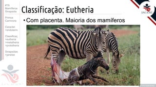 ©
Classificação: Eutheria
Prof. Kyoshi Beraldo
©
• Com placenta. Maioria dos mamíferos
#19
Mamíferos
Sinapsida
Primos
Carnivora
Caracter.
>endoterm.
Classificaç.
>eutheria
>metatheria
>prototheria
Sinapsidas
>janelas
 
